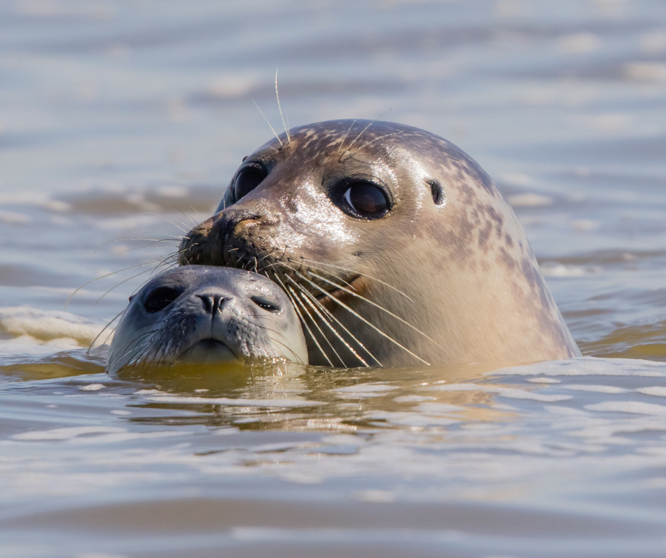  - La baie de Somme : pendant le festival du Hareng côtier