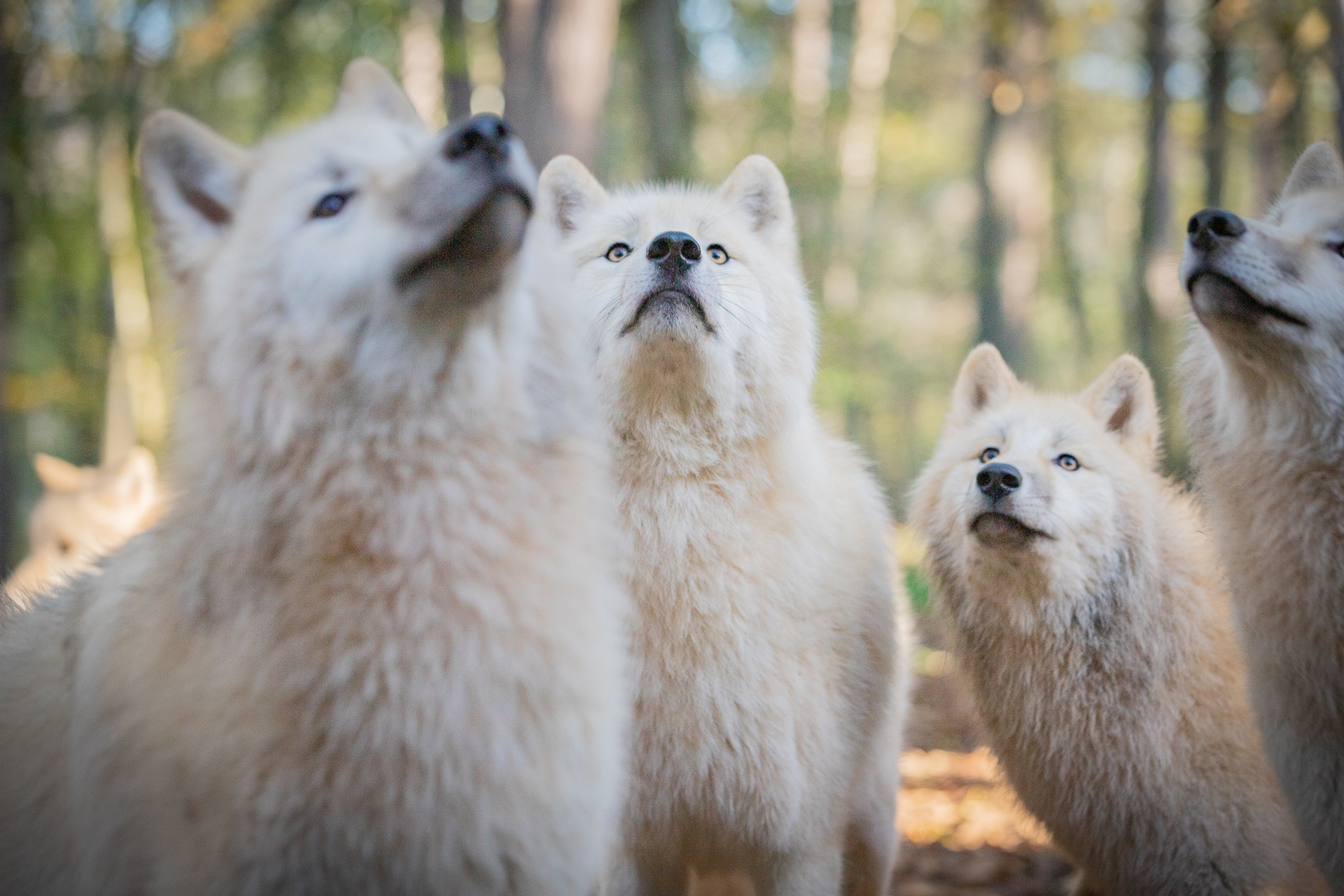  - Les Grottes de Han