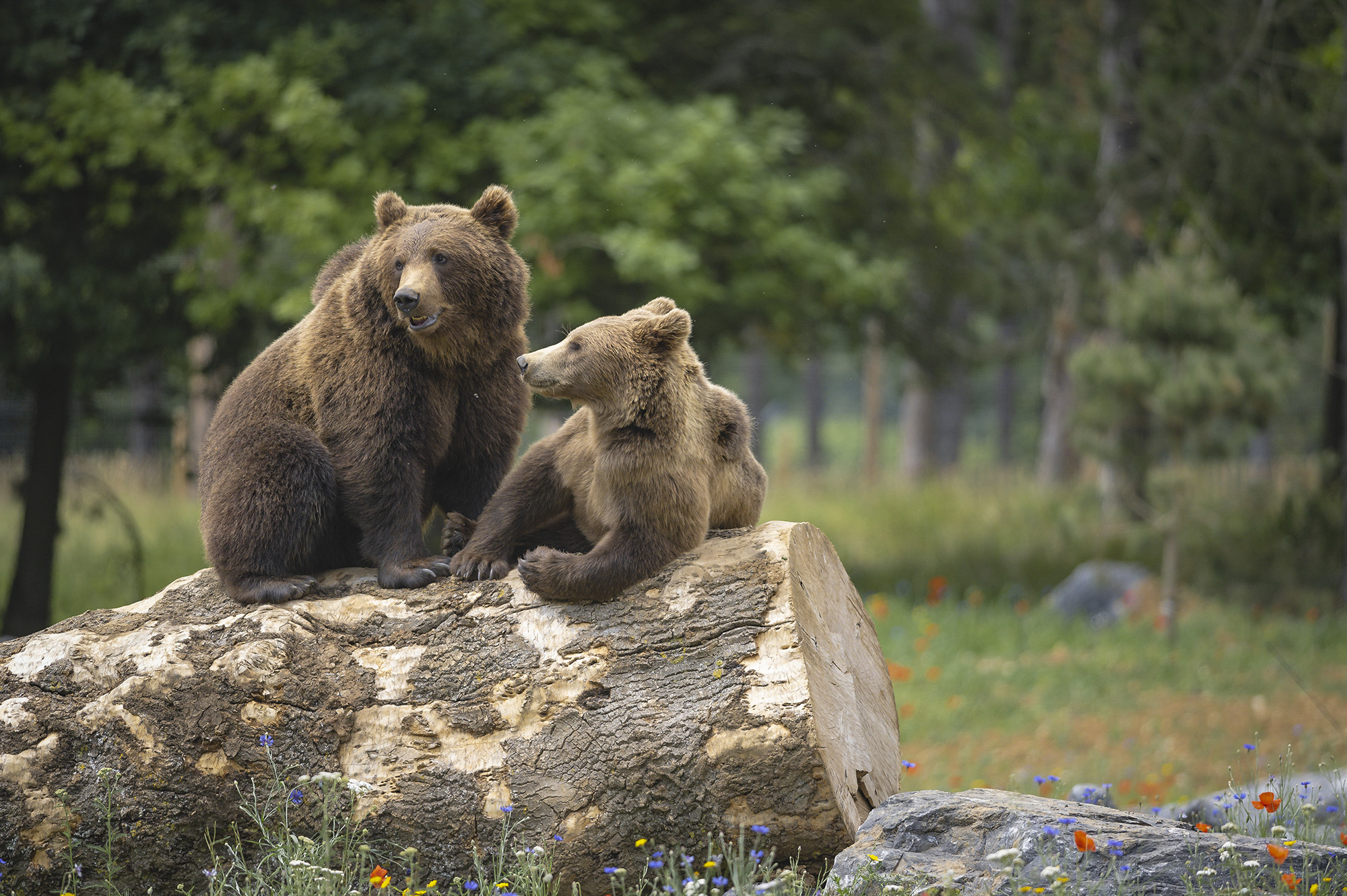  - Les Grottes de Han
